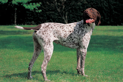 Braque fran&ccedil;ais (Groupe 7)