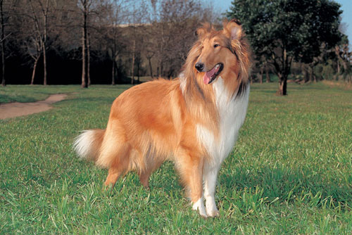 Berger des Shetland (Groupe 1)