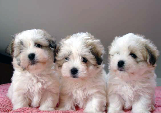 Coton de Tul&eacute;ar (Groupe 9)