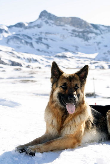 Berger allemand (Groupe 1)