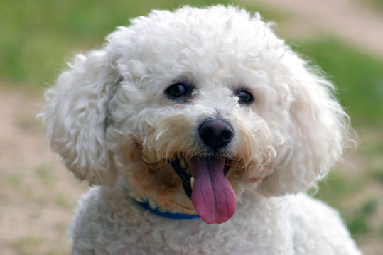 Bichon fris&eacute; (Groupe 9)