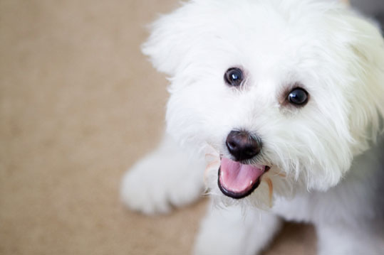 Bichon Maltais (Groupe 9)