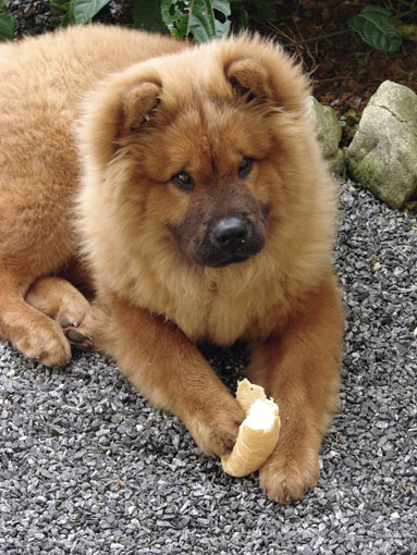 Chow Chow (Groupe 5)