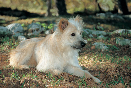 Berger des Pyr&eacute;n&eacute;es (Groupe 1)