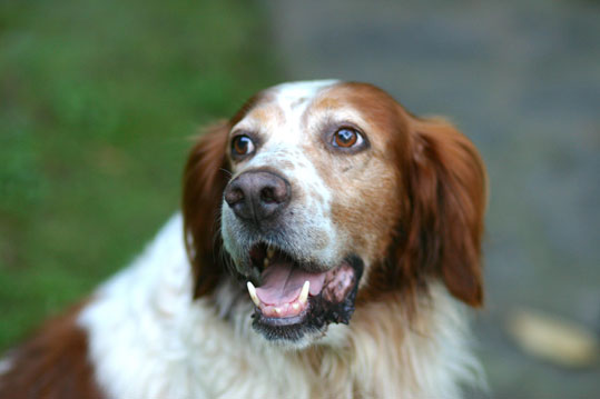 Setter irlandais rouge et blanc