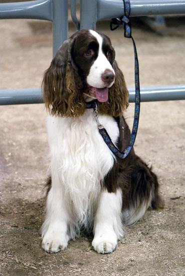 Springer Spaniel anglais