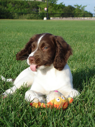 Springer spaniel gallois