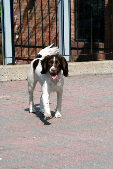 Springer spaniel gallois