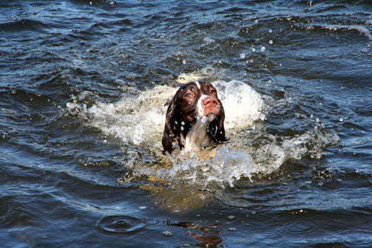 Springer spaniel gallois