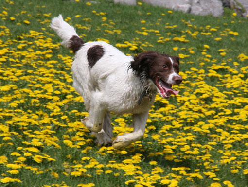 Springer spaniel gallois