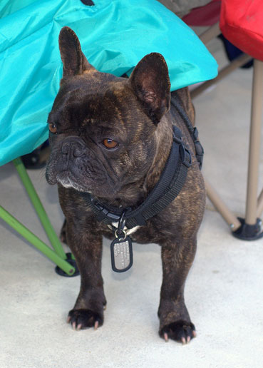 Bouledogue fran&ccedil;ais