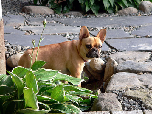 Bouledogue fran&ccedil;ais