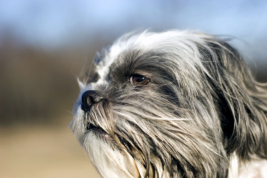 Lhassa Apso
