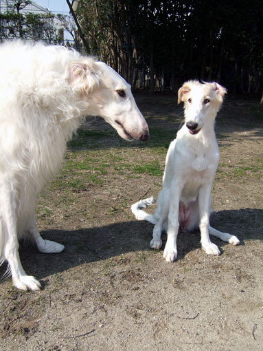 BARZOI