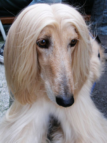 L&eacute;vrier afghan