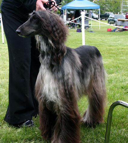 L&eacute;vrier afghan