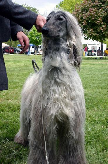 L&eacute;vrier afghan