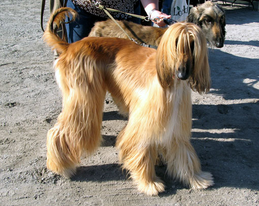 L&eacute;vrier afghan