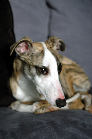 L&eacute;vrier anglais