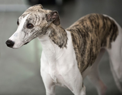 L&eacute;vrier anglais