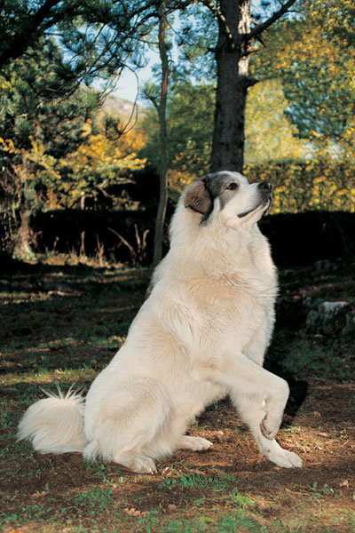 M&acirc;tin des Pyr&eacute;n&eacute;es (Groupe 1)