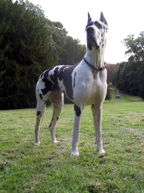 Dogue allemand (Groupe 2)