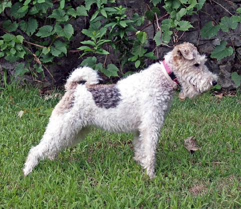Fox Terrier (Groupe 3)
