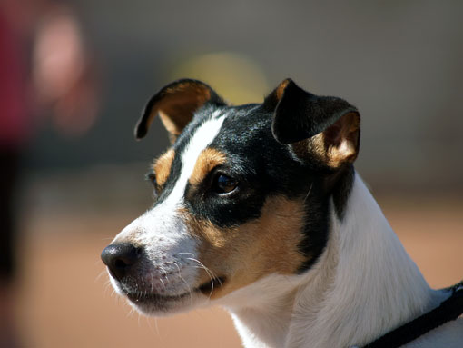 Jack Russel Terrier (Groupe 3)