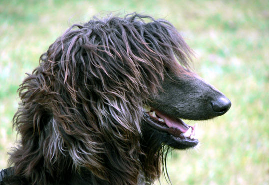 L&eacute;vrier afghan (Groupe 10)