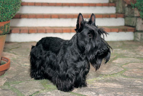 Scottish Terrier (Groupe 3)