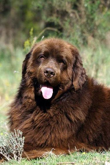 Races Par Ordre Alphabetique O Z