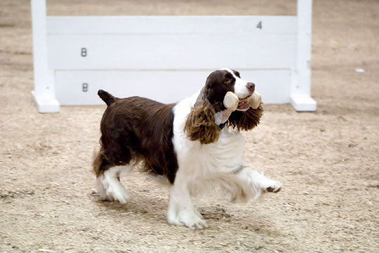 Springer Spaniel Anglais (Groupe 8)