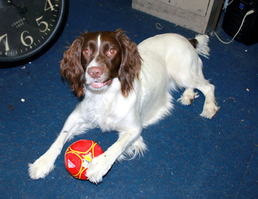 Springer Spaniel Gallois (Groupe 8)