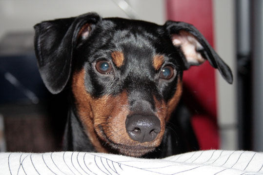 Pinsher nain (Groupe 2)