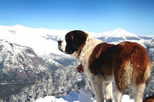 Saint Bernard (Groupe 2)