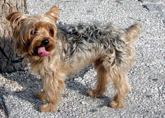 Yorkshire Terrier (Groupe 3)