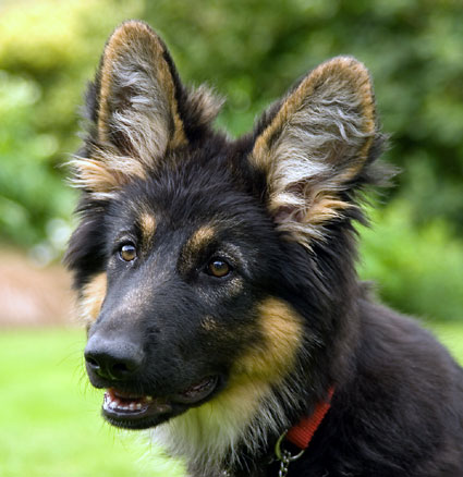 Chiot de 16 semaines