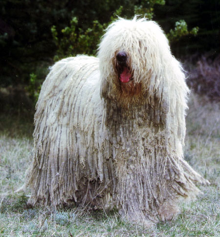KOMONDOR