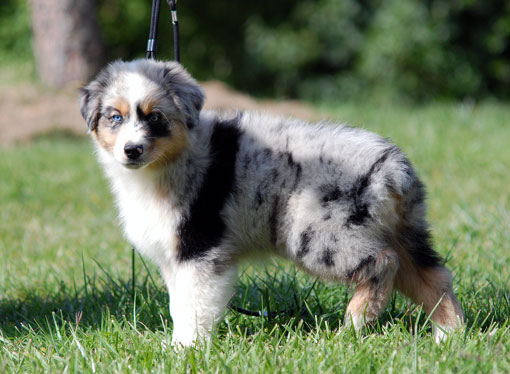 Berger australien (chiot)