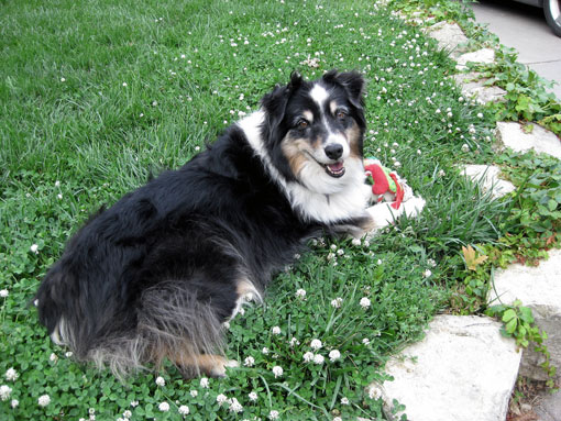 Comportement et utilisation