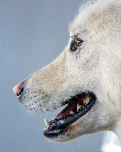 Fi ph chien bergerblcsuis06