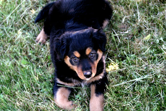 Berger de Beauce  - Beauceron (chiot)