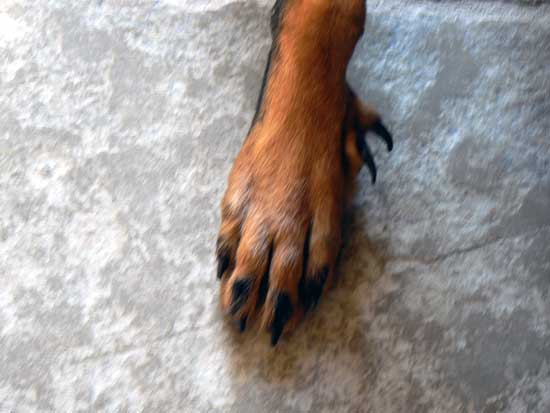 Particularit&eacute;