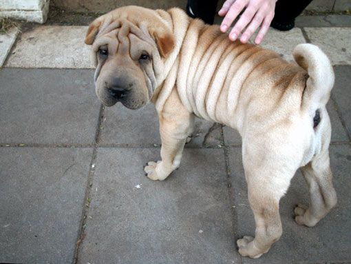 Shar Pei