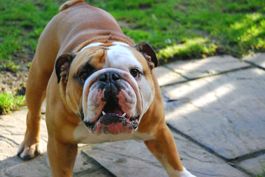 Bulldog