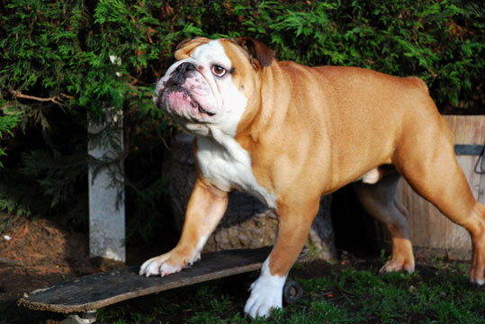 Bulldog