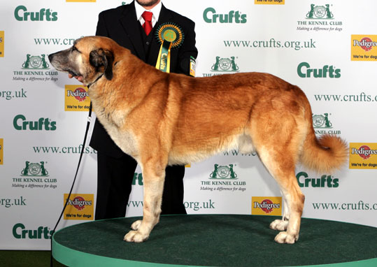 Origine et comportement