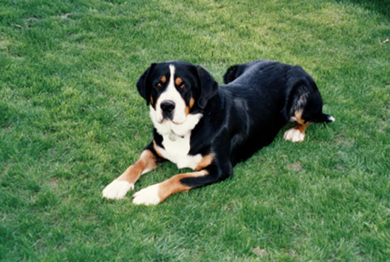 Grand Bouvier Suisse