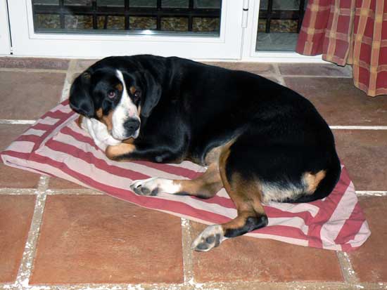 Grand Bouvier suisse