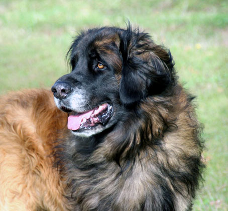 Leonberg